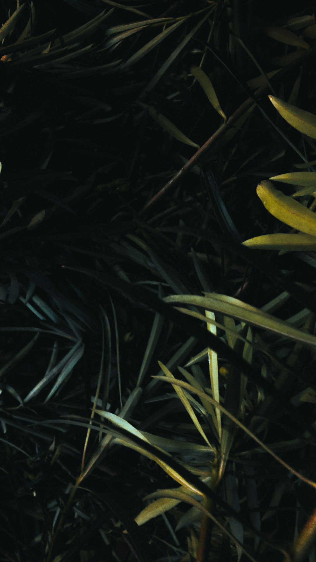 a-bird-is-sitting-in-the-grass-at-night-yhb-cj3tdqu